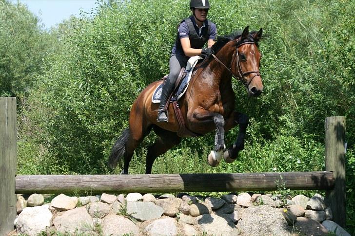 Dansk Varmblod Comtess - Terrænspringning. Foto: Nalle billede 11