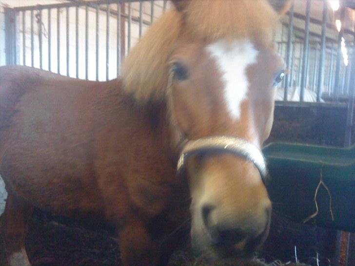 New Forest Lillehøjs Meranti - står i boksen efter lang dag er træt :) billede 16