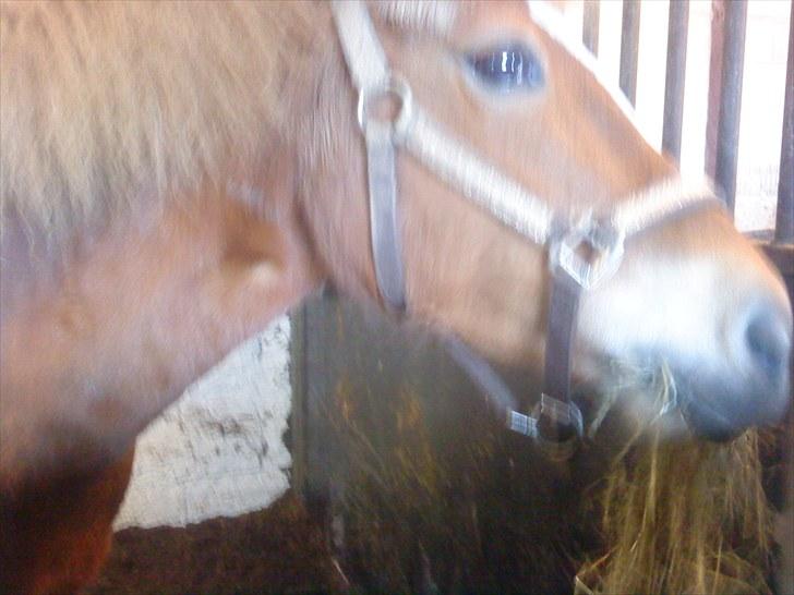 New Forest Lillehøjs Meranti - uhhhh lækker mad :) billede 17