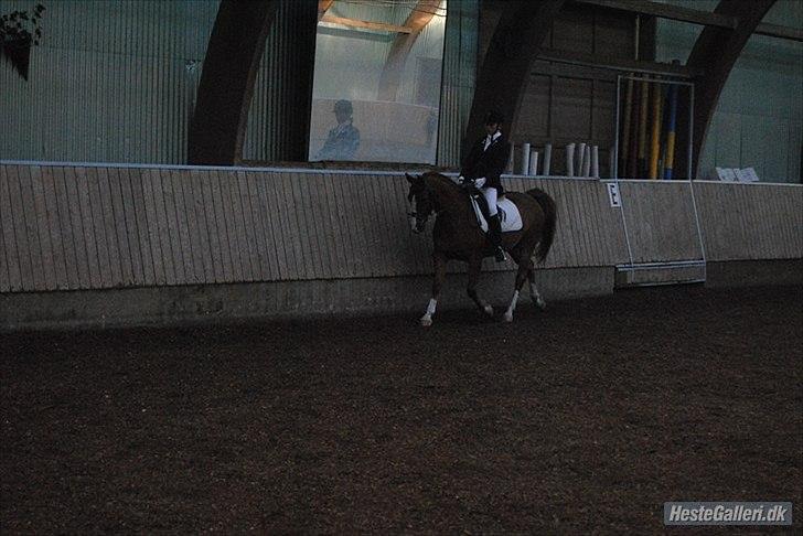 Anden særlig race Tots Ramik billede 14