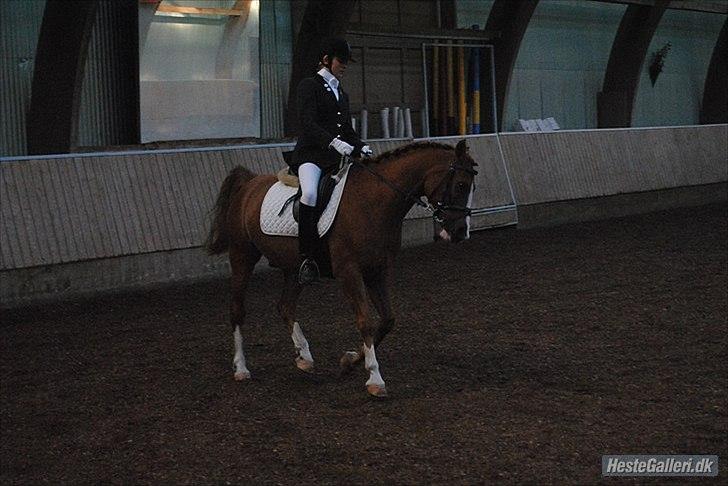 Anden særlig race Tots Ramik billede 15