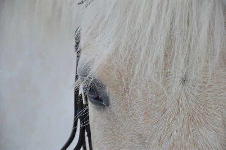 Anden særlig race Isabella R.I.P. - 10) Bellas smukke øje. (Foto: Mig) billede 10