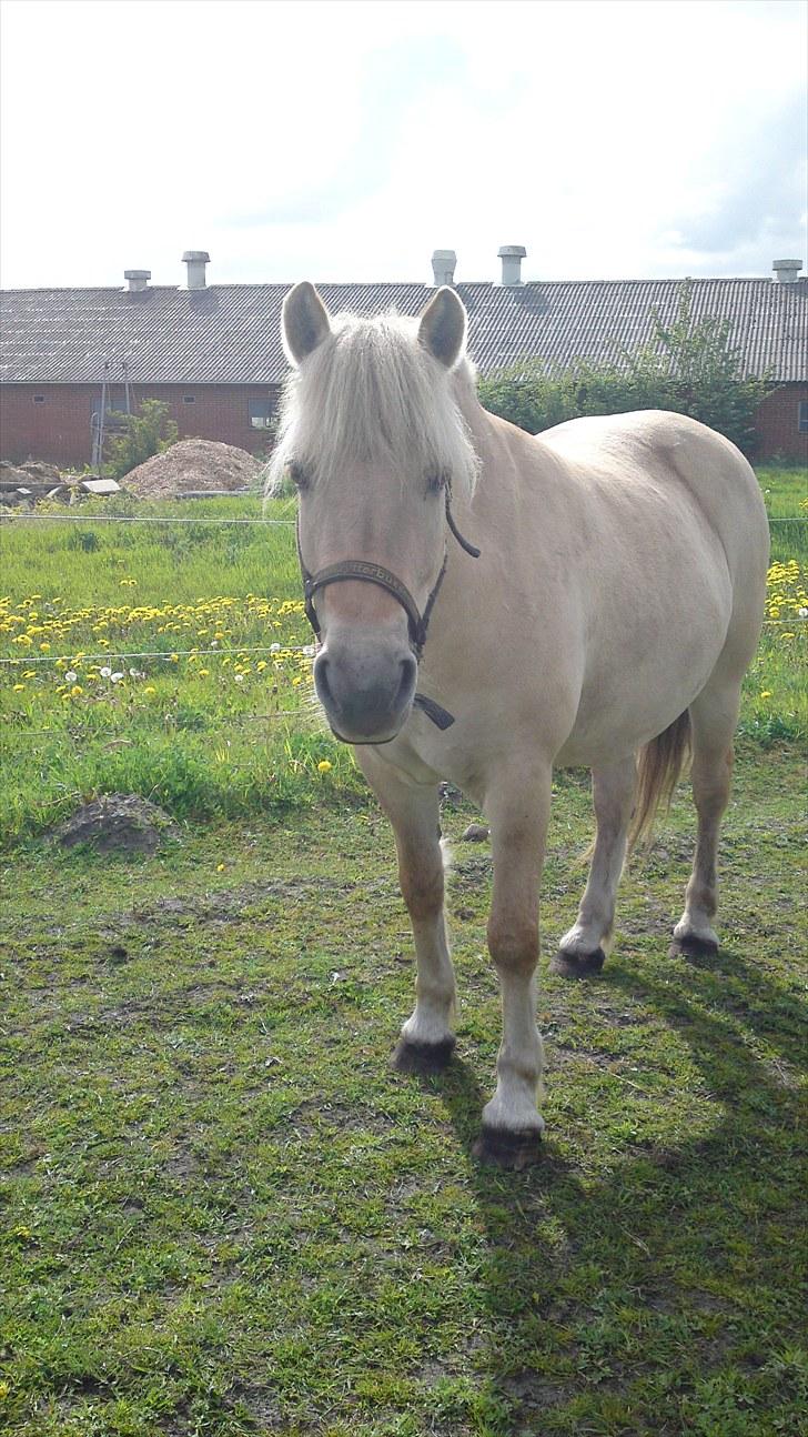 Fjordhest Vængets Mirabel  billede 7