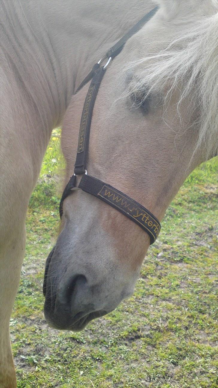 Fjordhest Vængets Mirabel  billede 10