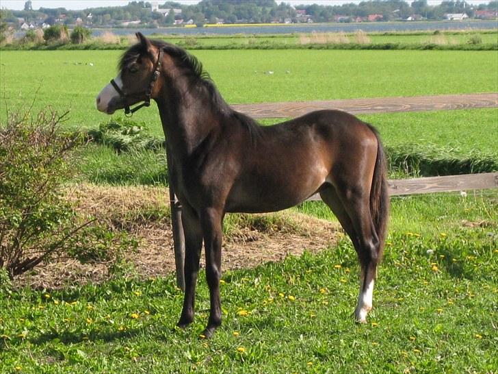 Welsh Pony (sec B) Korreborgs Bobbi *solgt* - 1/2 år billede 7