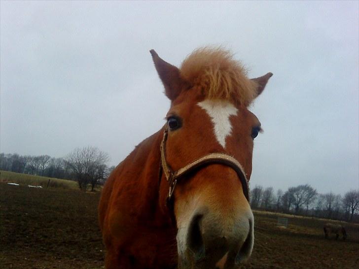 New Forest Lillehøjs Meranti - på marken :) billede 18
