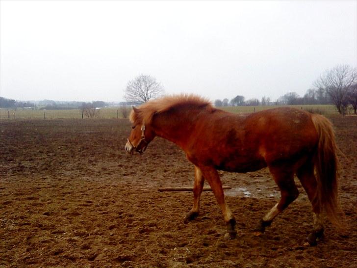 New Forest Lillehøjs Meranti - vent på mig venner :) billede 19