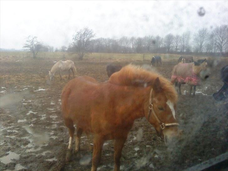 New Forest Lillehøjs Meranti - ej regn igen :( billede 20