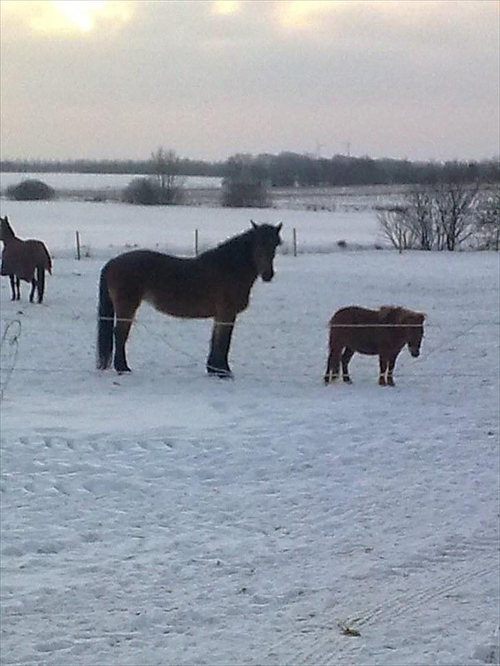 Koldblodstraver Mini Spralla / Stjärna - fy og bi i sneen feb 2010 billede 16