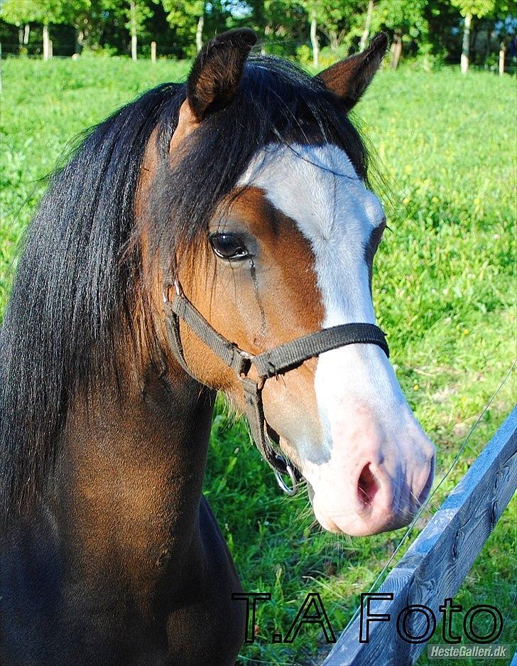 Welsh Pony (sec B) Korreborgs Bobbi *solgt* - Sommer 2010. 1 år billede 11