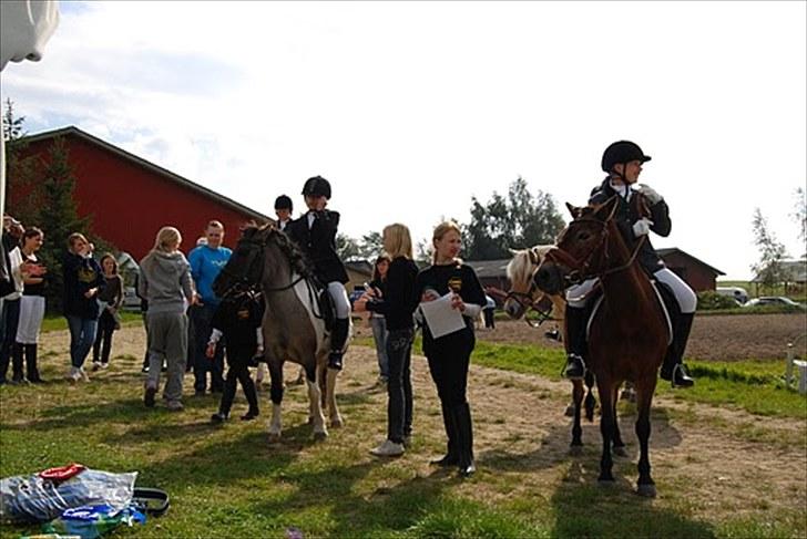 Anden særlig race tanja R.I.P - dressur stævne 2008 billede 13