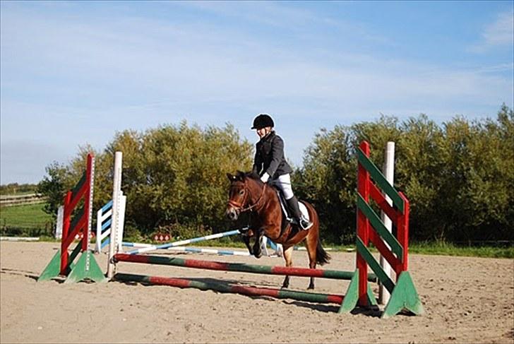 Anden særlig race tanja R.I.P - 2008 billede 16