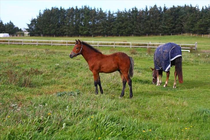 New Forest Calandias Placebo.  billede 15