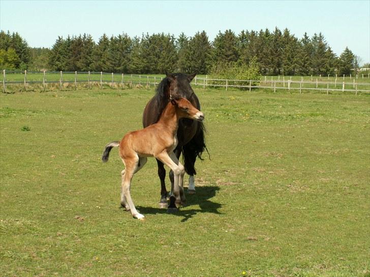 New Forest Calandias Placebo.  billede 16