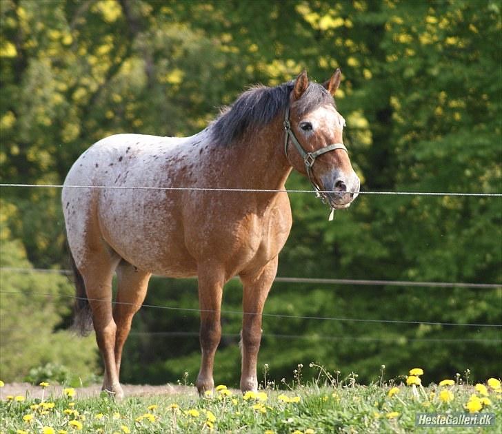 Knabstrupper Oliver  (Big-O) - Savlemås<3 billede 5