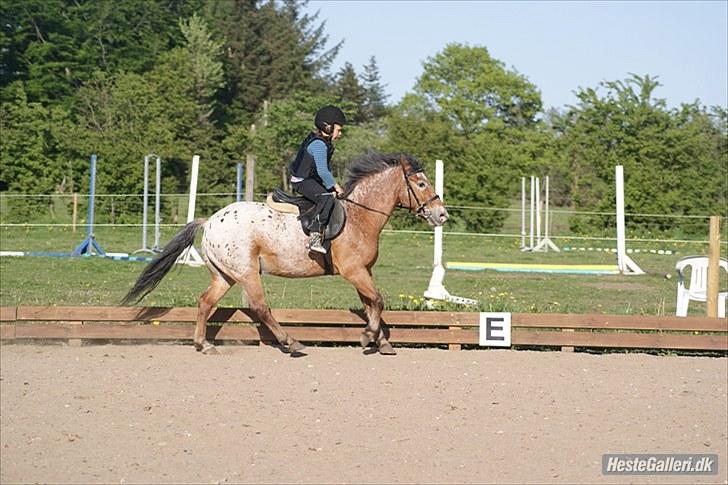 Knabstrupper Oliver  (Big-O) - Min første galop :´) billede 6