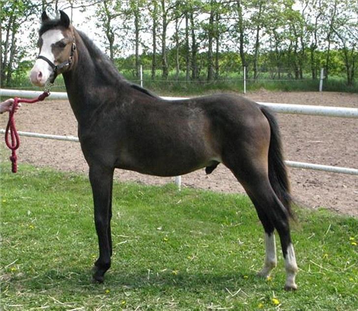 Welsh Pony (sec B) Korreborgs Bobbi *solgt* - Hos Stutteri Korreborg som 1/2 årig billede 8