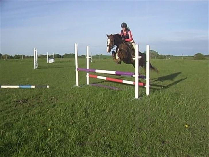 DSP Sejerøs Jackie (udlånt) - 31/5 -10 billede 1