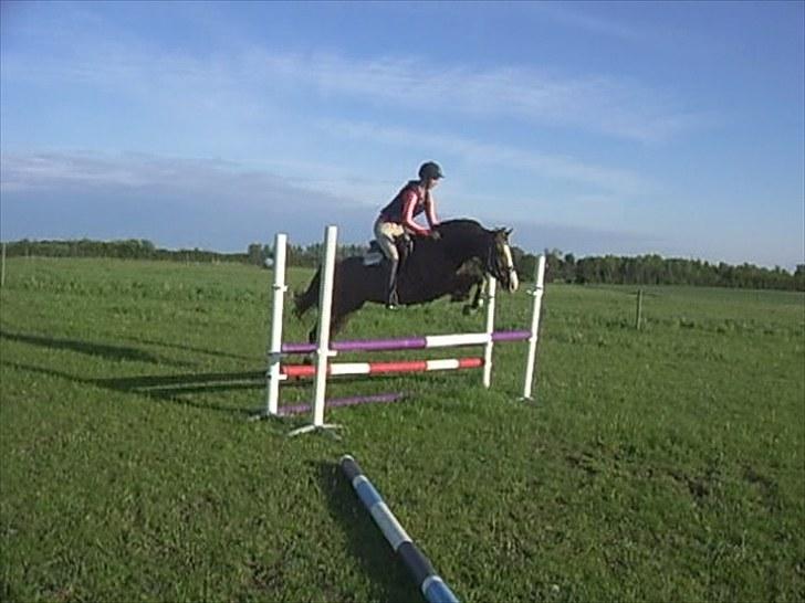 DSP Sejerøs Jackie (udlånt) - 31/5- 10 billede 14