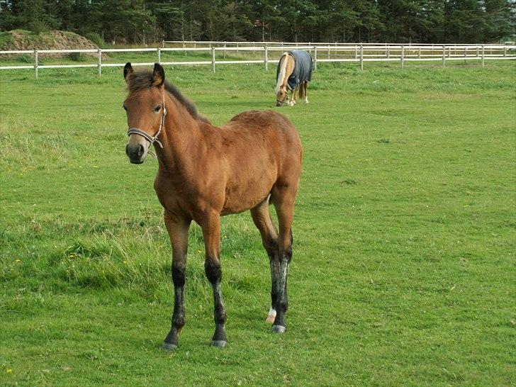 New Forest Calandias Placebo.  billede 17