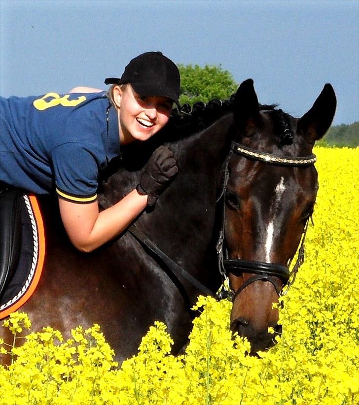 Dansk Varmblod Michel Årup *solgt* billede 18