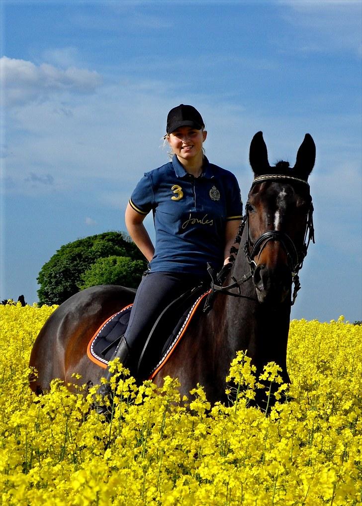 Dansk Varmblod Michel Årup *solgt* billede 19