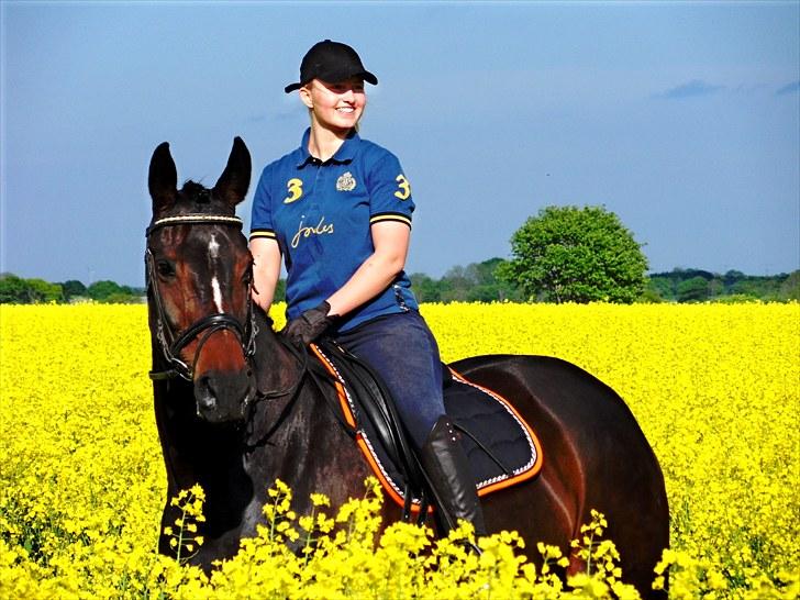 Dansk Varmblod Michel Årup *solgt* billede 20