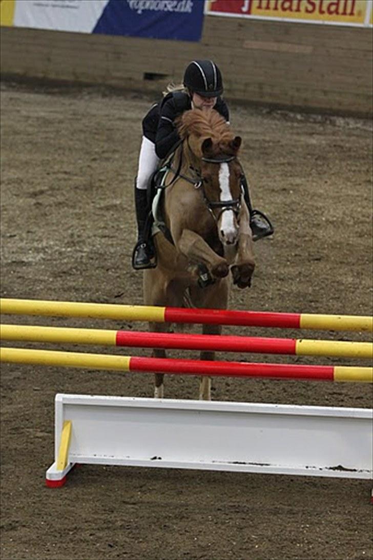 Hollandsk Sportspony Chili Pepper K billede 13