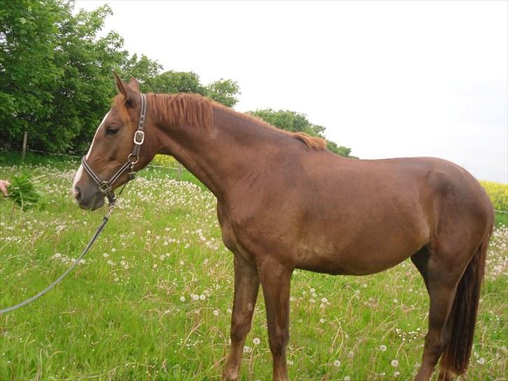 Anden særlig race Safir  billede 12