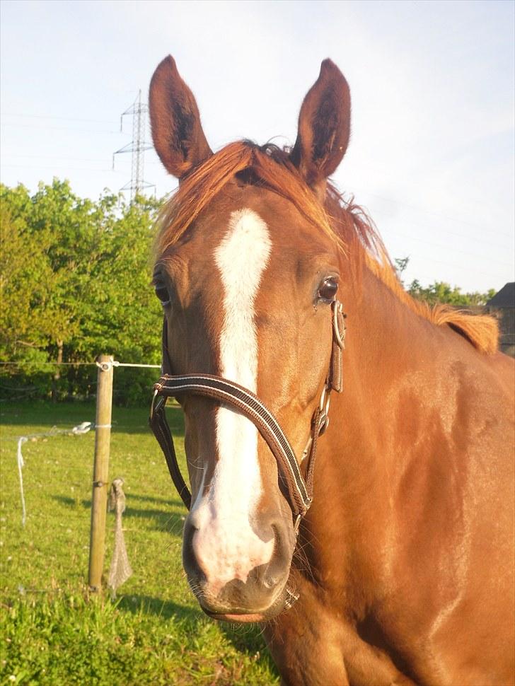 Anden særlig race Safir  billede 14