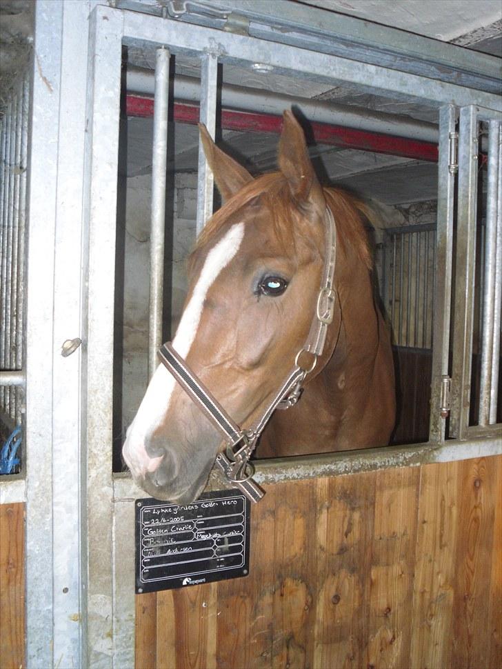 Anden særlig race Safir  billede 15