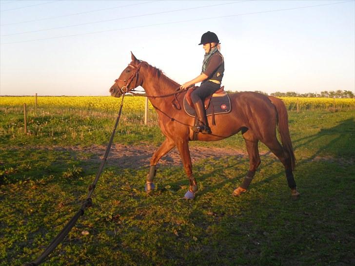 Anden særlig race Safir  billede 16