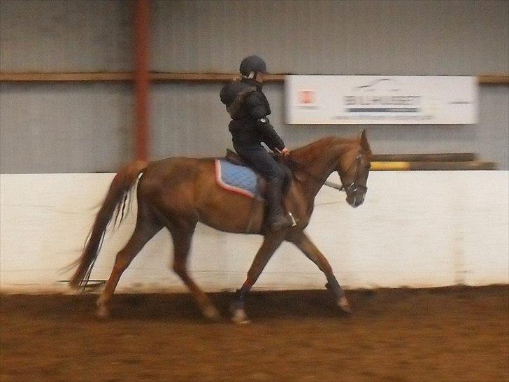 Anden særlig race Safir  - 14/5 2011 kun 2. gang i trav uden longe :)  billede 17