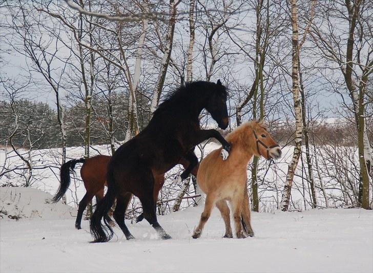 Tysk Varmblod Barbie Dancer billede 6