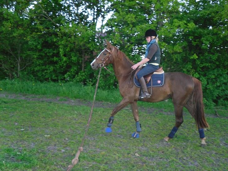 Anden særlig race Safir  billede 18