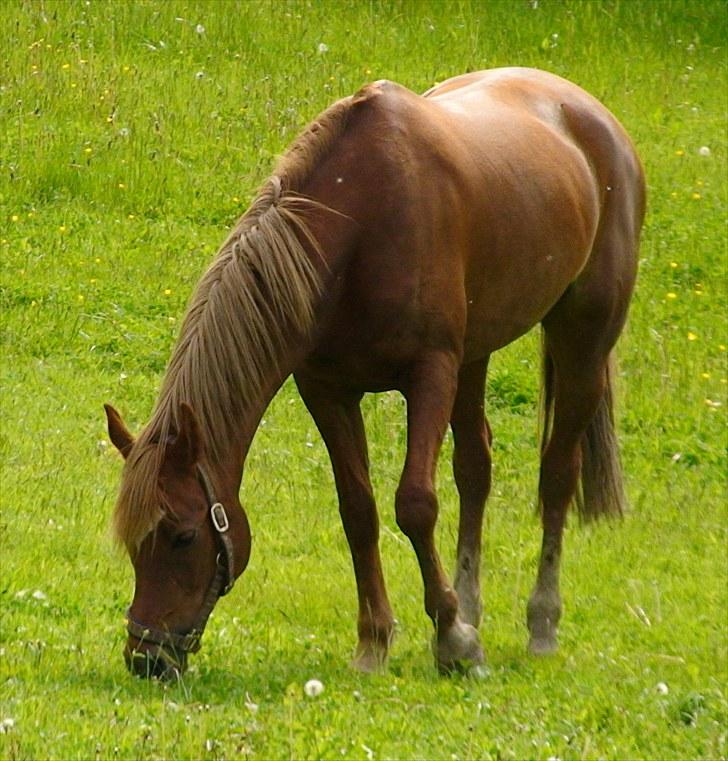 Hollandsk Sportspony Charon R.I.P :`( savnet - de tror ikke jeg har set dem men det har jeg billede 6