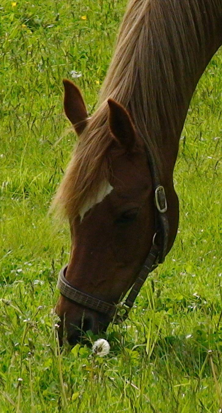 Hollandsk Sportspony Charon R.I.P :`( savnet -  nu hved jeg hvorfor de tager billdere af mig det er fordi jeg er smuk  billede 7