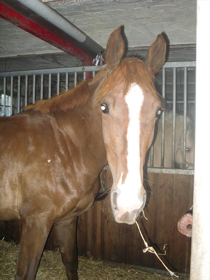 Anden særlig race Safir  billede 20