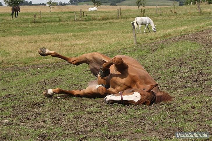 Holstener Clemento 2 - R.I.P :'( - Det er svært at rulle sig op ad en bakke :D billede 13