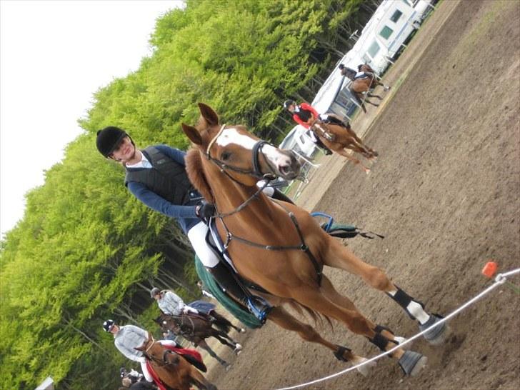 Holstener Clemento 2 - R.I.P :'( billede 15