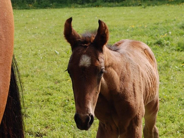 Dansk Varmblod Højgårds Luroso - Højgårds Luroso <3 Foto: MLH-foto billede 1