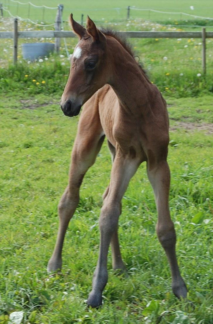 Dansk Varmblod Højgårds Luroso billede 2