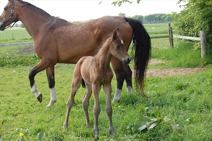 Dansk Varmblod Højgårds Luroso billede 3