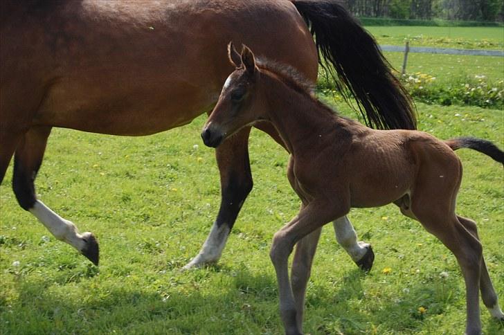 Dansk Varmblod Højgårds Luroso billede 4