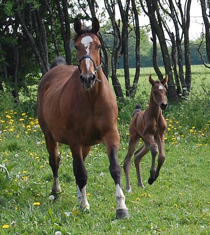 Dansk Varmblod Højgårds Luroso billede 5