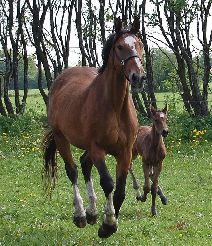 Dansk Varmblod Højgårds Luroso billede 6