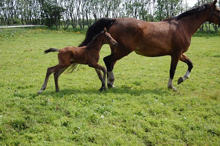 Dansk Varmblod Højgårds Luroso billede 7