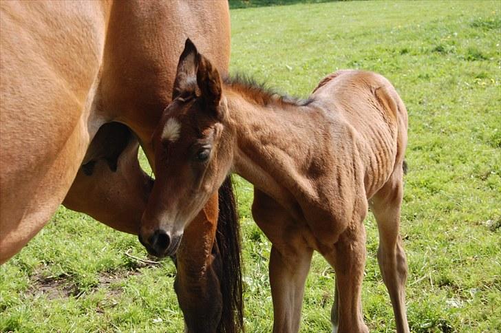 Dansk Varmblod Højgårds Luroso billede 8