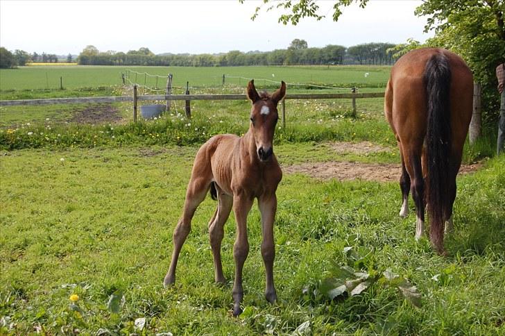 Dansk Varmblod Højgårds Luroso billede 9