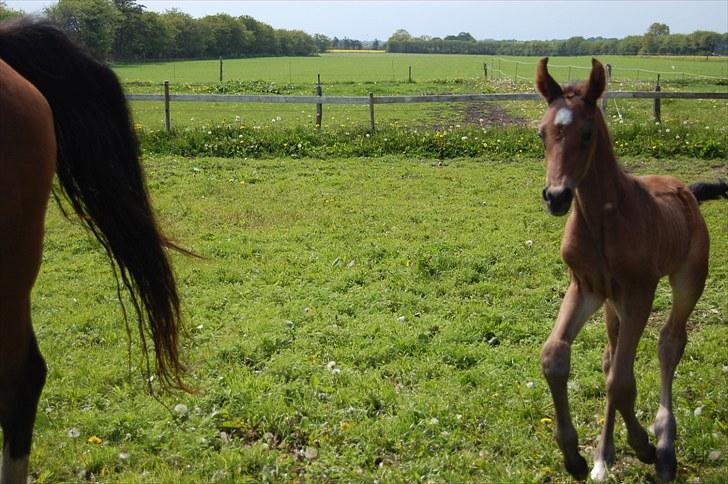 Dansk Varmblod Højgårds Luroso billede 10
